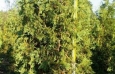 Black Cedars